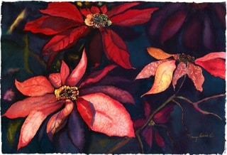 nancy-bryant-Poinsettias-in-the-Wild