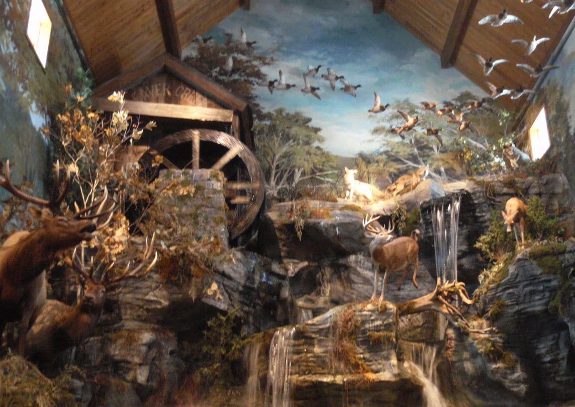 Bass-Pro-Shop-Wildlife-Diorama