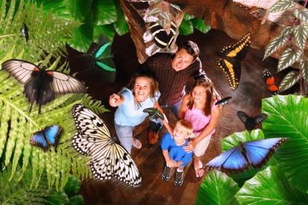 butterfly palace branson