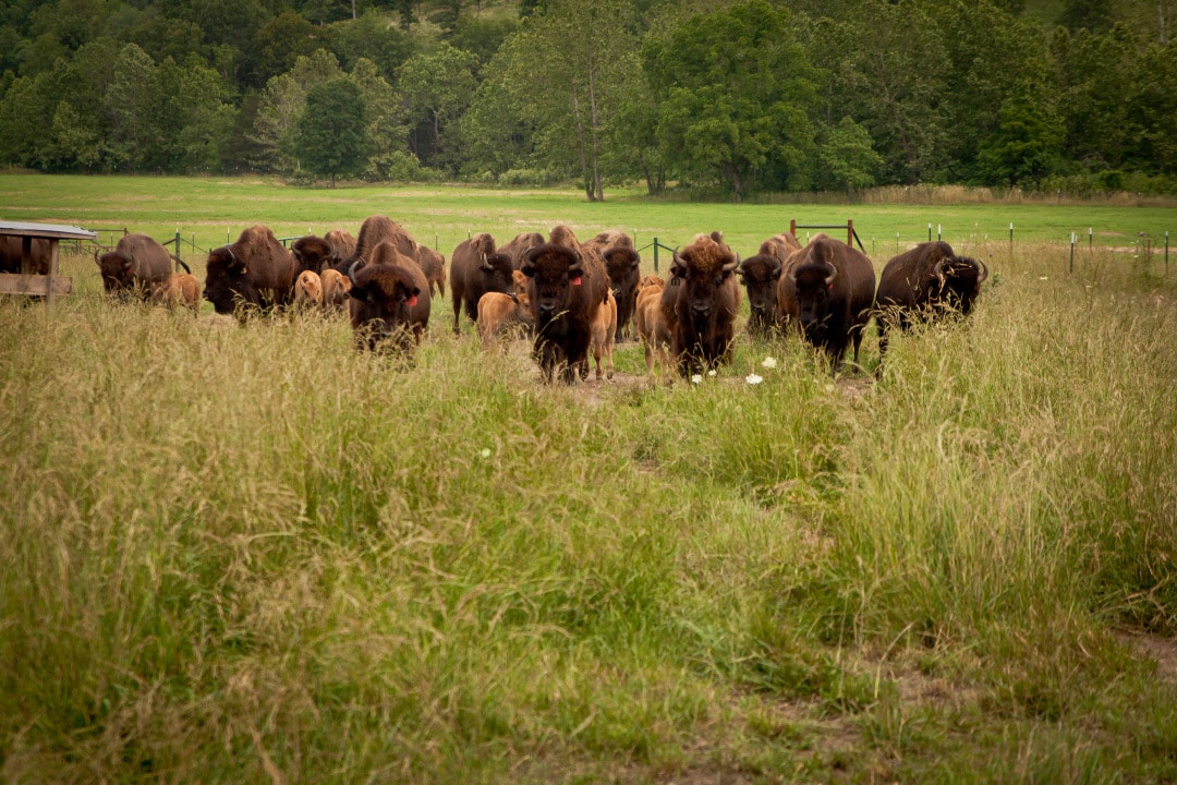 bison-near-branson