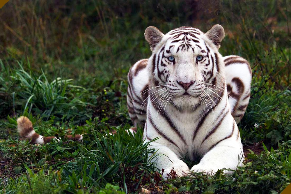 national-tiger-sanctuary